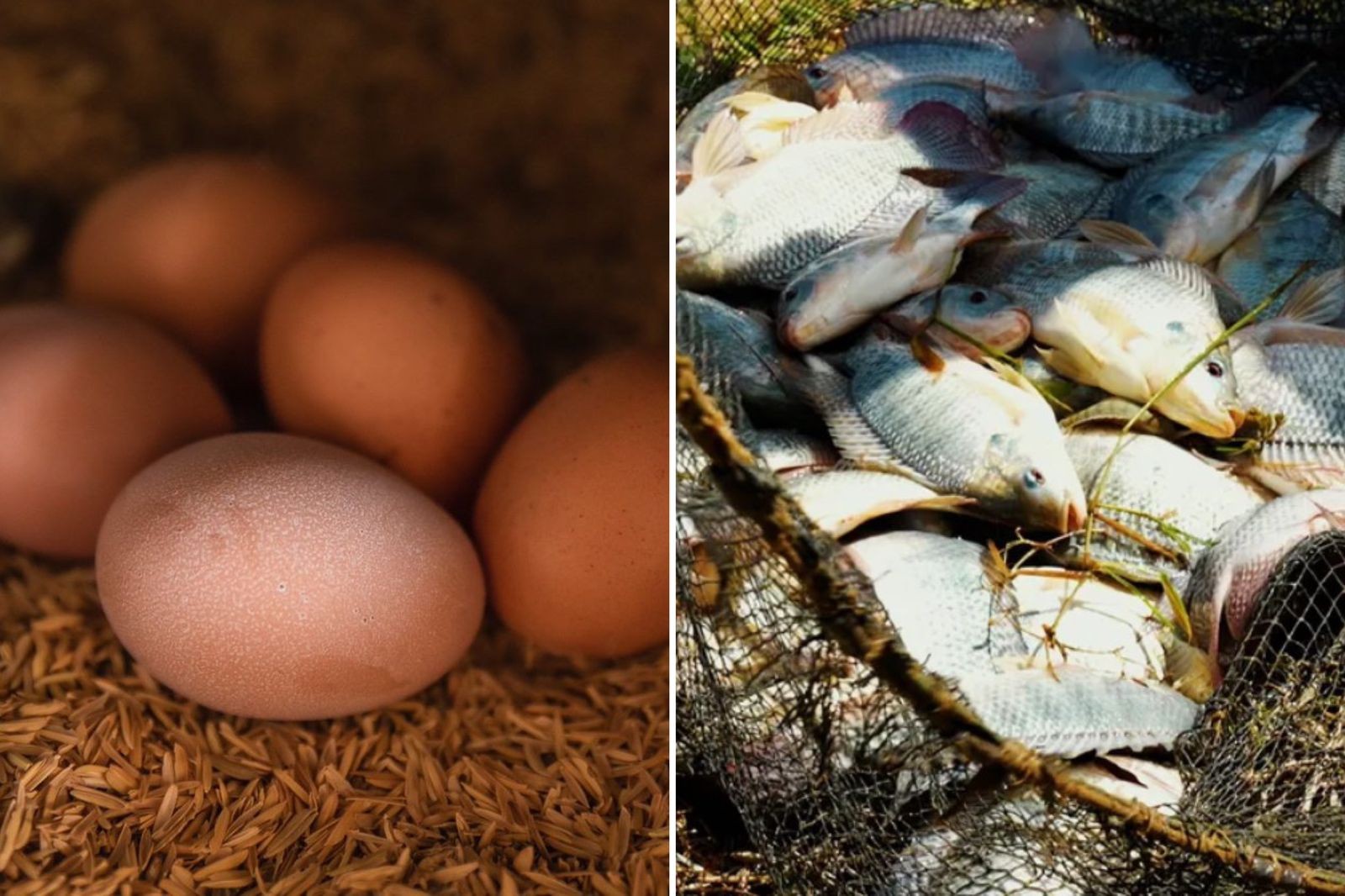 Galinha que produz ovo orgânico tem direito a banho de areia